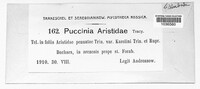 Puccinia aristidae image